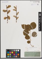 Foto von Salix caprea L.
